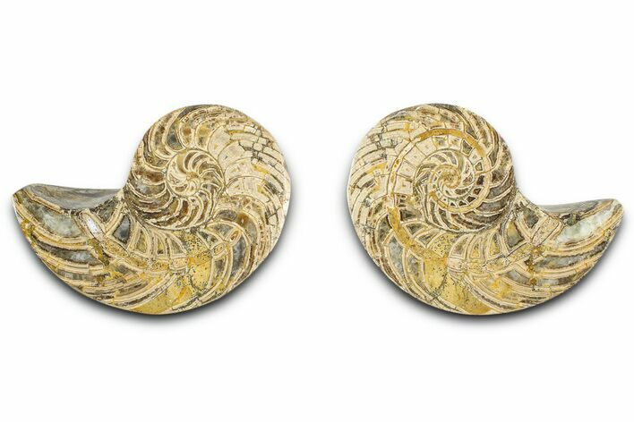 Jurassic Cut & Polished Nautilus (Cymatoceras) Fossil -Madagascar #365520